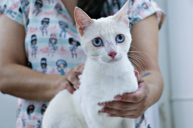 AÇÃO CASTRA MÓVEL