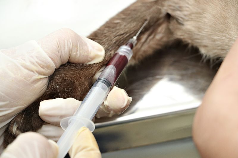 AÇÃO CASTRA MÓVEL