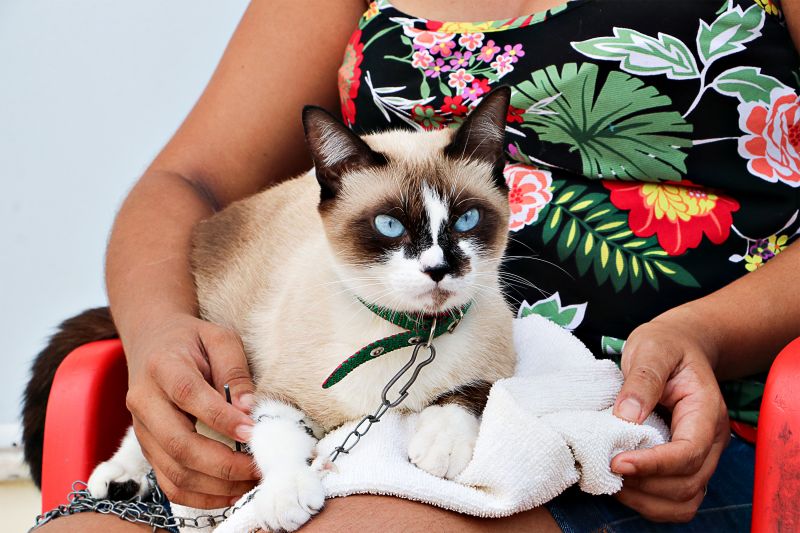 AÇÃO CASTRA MÓVEL