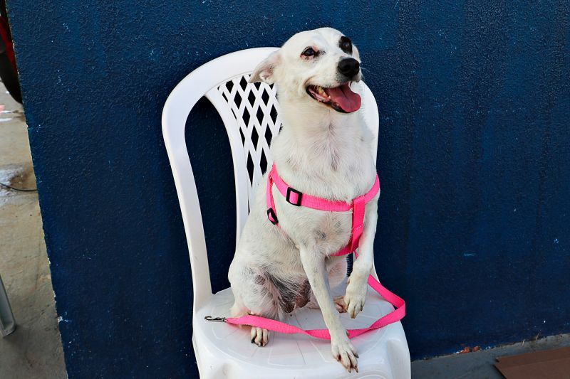 Ação Castra Móvel St Dumont 2