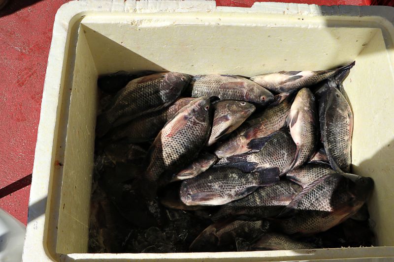 Feira do Pescado St Maria