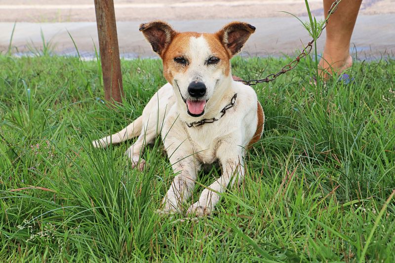 Açao Castra Móvel em Sta Maria