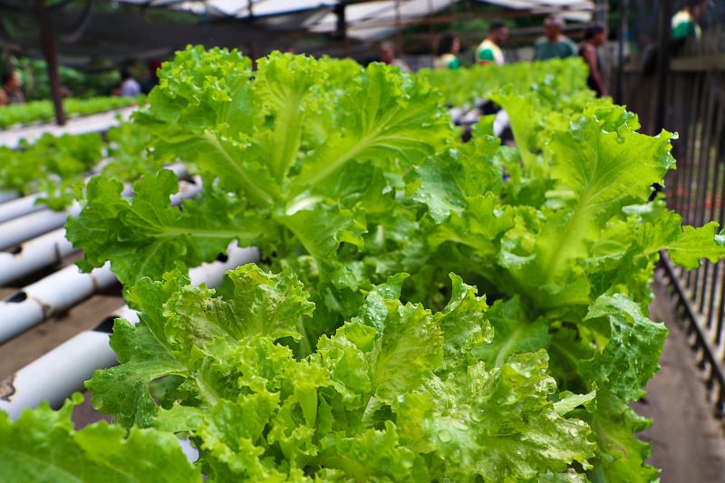 ENCERRAMENTO DO SEMINÁRIO DE PLANEJAMENTO SEMAGRI - VISITA A PROPRIEDADE SO SR LUIZ