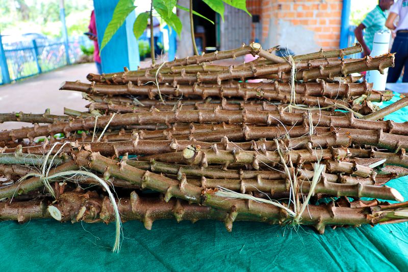 Oficina de Mandiocultura SEMAT