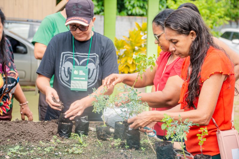 CURSO DE PLANTAS ORNAMENTAIS E MEDICINAIS