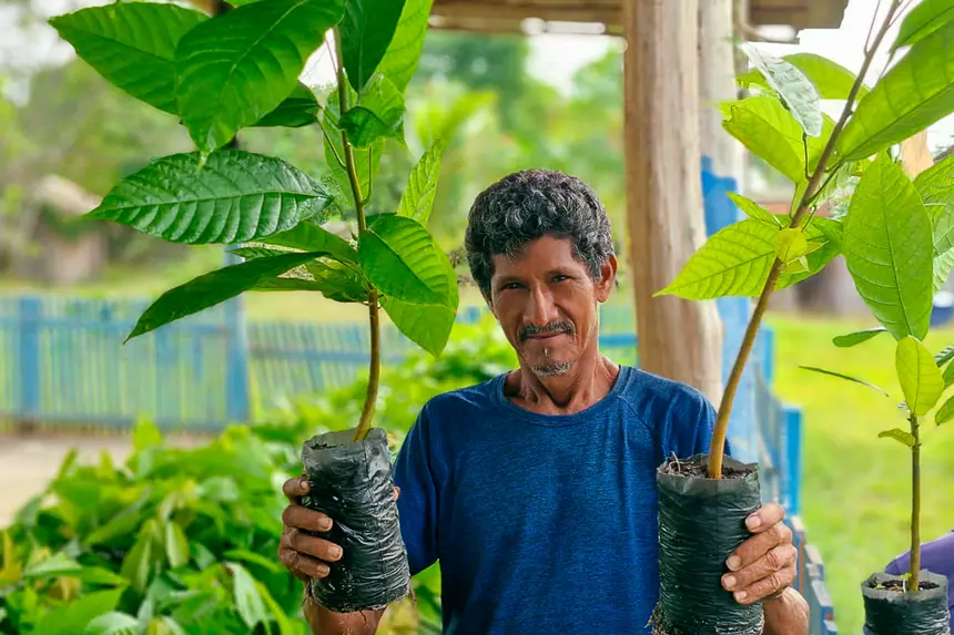 Entrega de mudas de cacau fortalece produção rural em Benevides