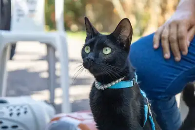 Galeria: AÇÃO CASTRA MÓVEL LIONS CLUBE (GATOS)